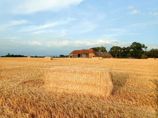 istock Hay bales on farmland 1007825492