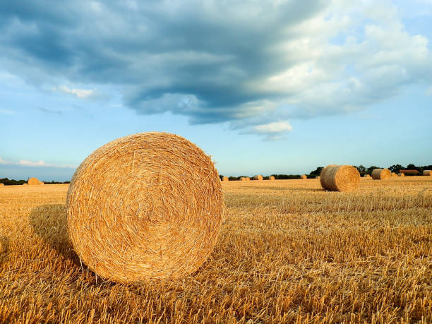 istock Hay bales on farmland 1007825644