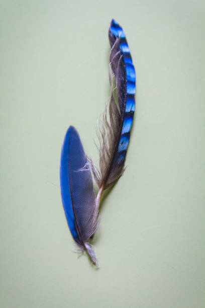 istock Azure-winged Magpie With Eurasian Jay Feathers 1007829610