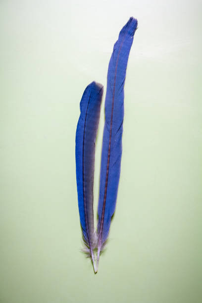 istock Tail Feathers of Iberian Magpie 1007829620