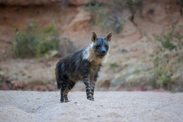 istock Brown hyena, Okonjima, Namibia 1007829980