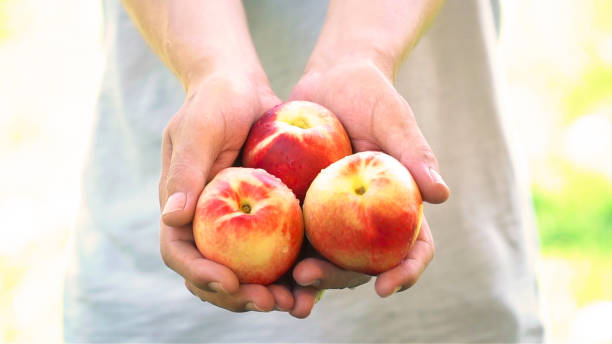 Fruit - Vegetables