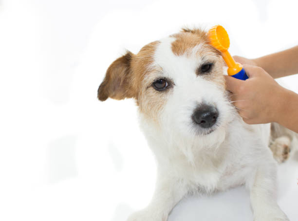 istock CHILD HANDS EXAMINING DOGS EARS ISOLATED ON WHITE BACKGROUND 1007832998