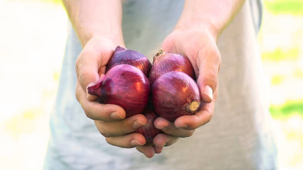 istock Organic vegetables. Onion harvest 1007833030