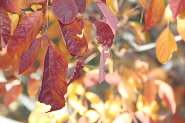 istock Colorful Autumn leaves 1007836018