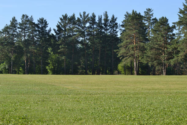 istock Pine trees on the edge of a green field. 1007836474