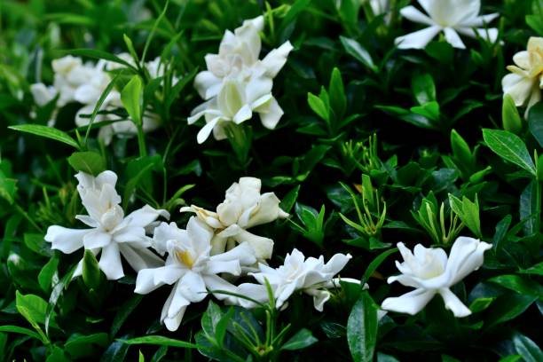 gardenia jasminoides / gemeinsame gardenia - gardenie stock-fotos und bilder