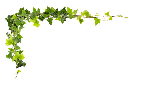 Frame of Ivy Frame of ivy -Fresh ivy leaves isolated on white background, clipping path included ivy stock pictures, royalty-free photos & images