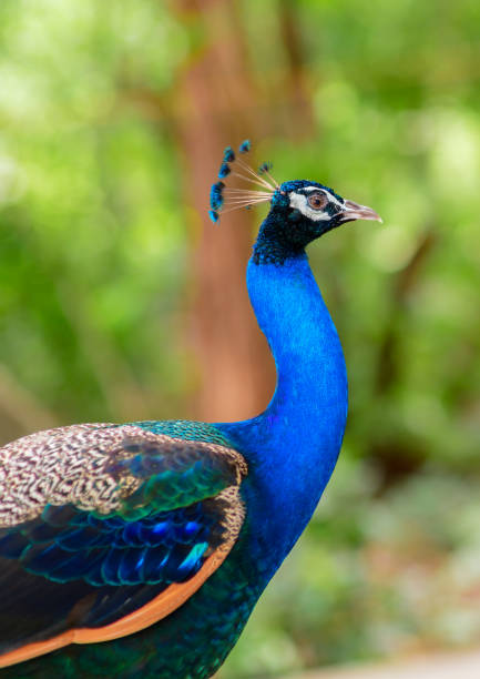 istock Beautiful of peacock in forest, 1007848898