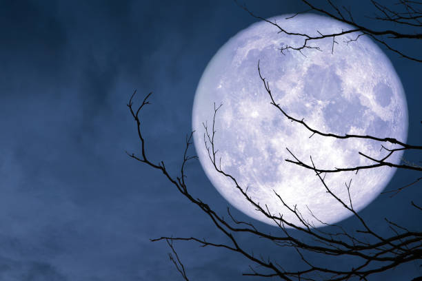 istock full blue moon back silhouette branch dry tree 1007850640