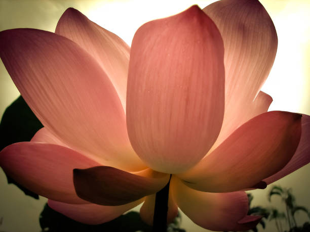 Lotus's falling petals zen nature background color black leaves design meditation nature photography.Alone and Silence. Concept lotus position stock pictures, royalty-free photos & images