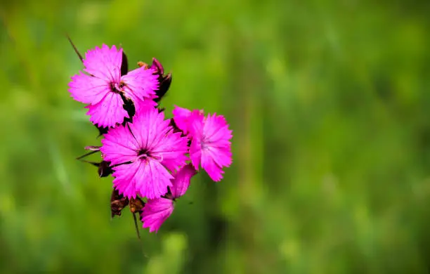 Close up of flowers of the Dianthus genus. The bright and stunning pink colour creates great contrast from the green grassland behind.