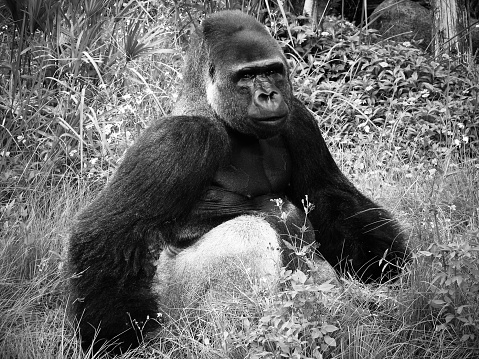 Khỉ Đột Đẹp Trai Đười Ươi Biểu Tượng Của Mạnh Mẽ Mạnh ...