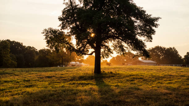 matin dans une scène non urbains, l’arbre et la prairie dans la lumière dorée - landscape rural scene non urban scene farm photos et images de collection