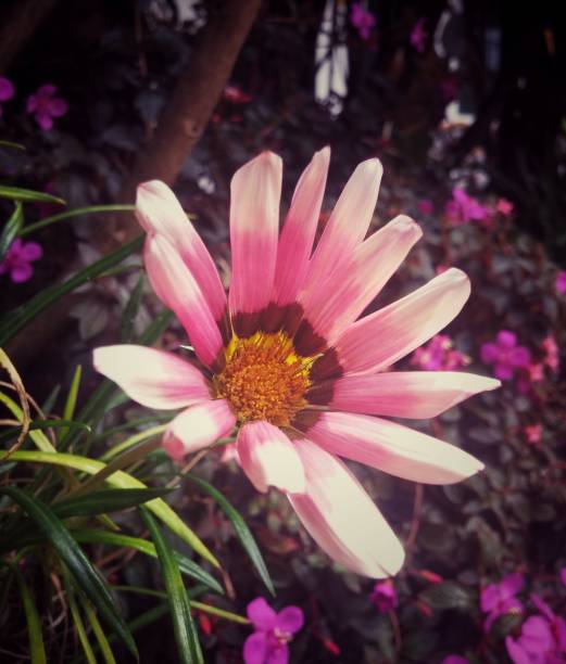 Beautiful Flower Spring Bello - Free photo on Pixabay