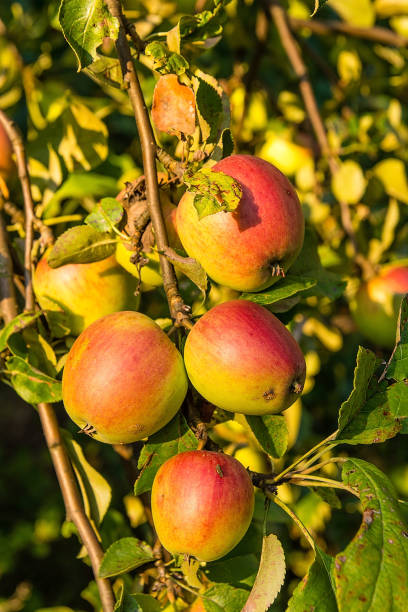 istock Delicious polish apples on the tree in orchard 1007857476