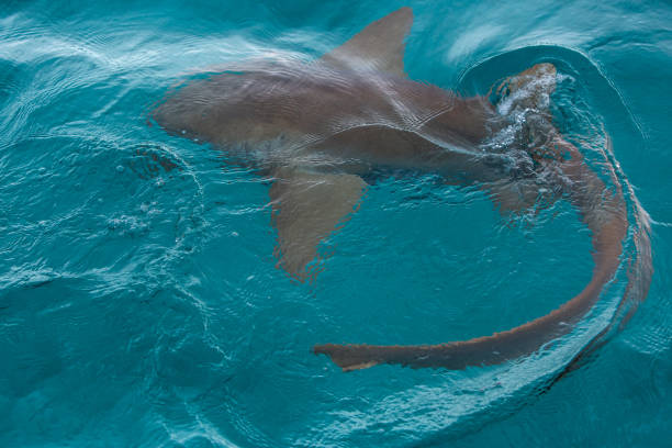istock Nurse shark close-up in transparent waters 1007862834