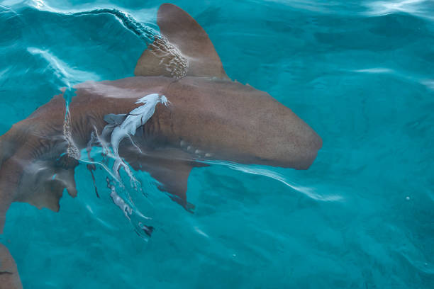 istock Nurse shark close-up in transparent waters with remora 1007863398