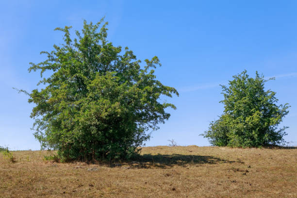 istock Freestanding hawthorn on a dry field 1007872292