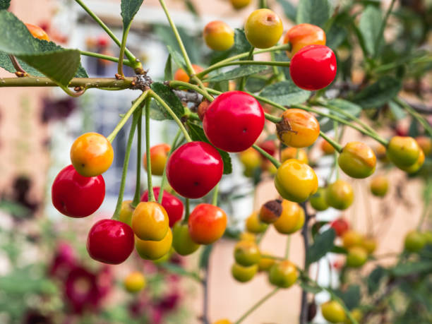 istock Cherry tree branch. fresh ripe cherries. Sweet cherries 1007913130
