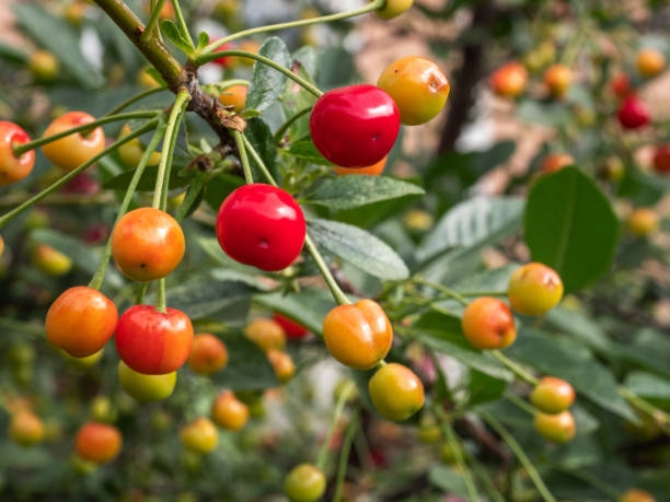 istock Cherry tree branch. fresh ripe cherries in garden. 1007913156