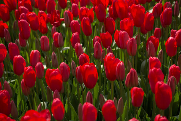 istock Blooming colorful tulip flowers as floral background 1007916794