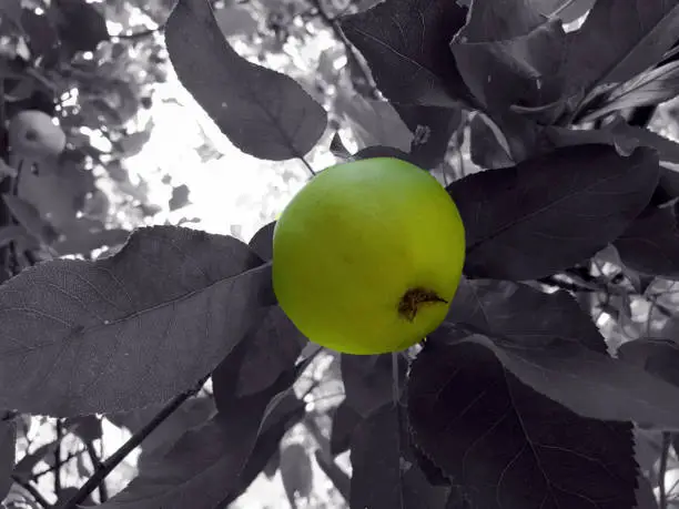 Green Apple as Eyecatcher on an apple tree in black and white