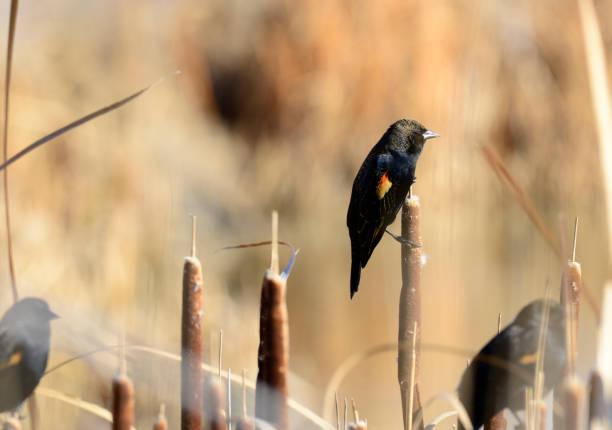 istock Wildlife of Colorado 1007919262