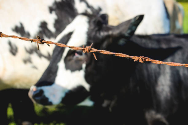 A beef cow. taken in Calgary, Alberta