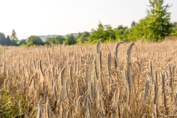 istock Field of rye in sunny day (Poland) 1007919478