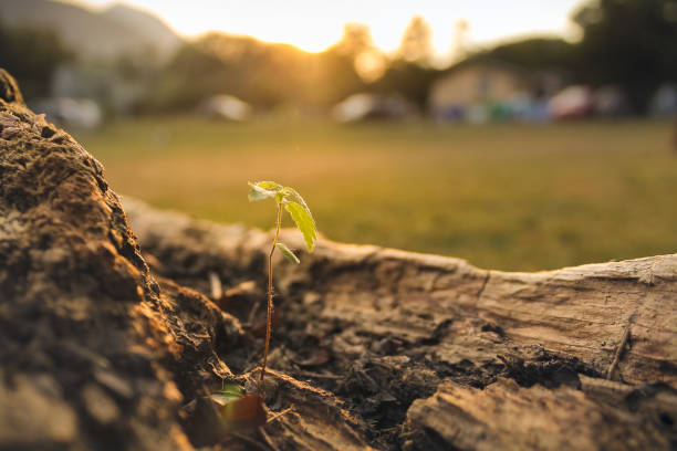 istock Plant Growing from Dead Wood 1007919568
