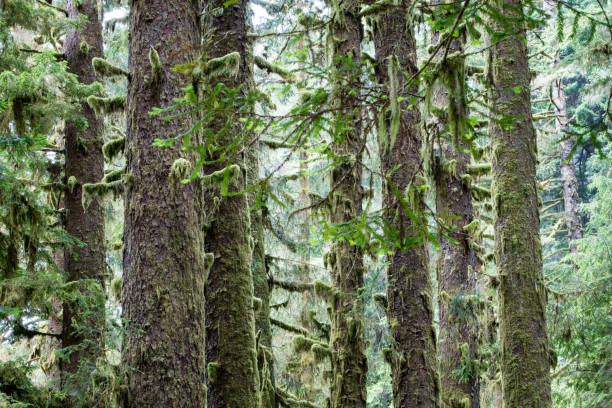 istock Redwood Trees Growing in Northern California 1007936828