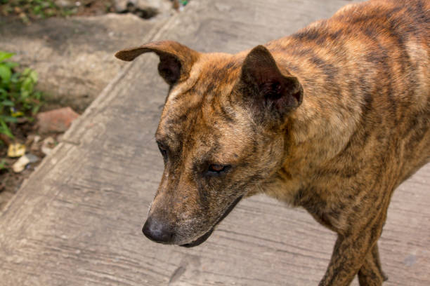 istock Brown dog Walking on the sidewalk 1007937424