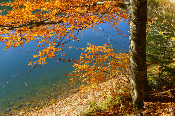 istock Autumn landscape by the lake and orange tree. 1007940194