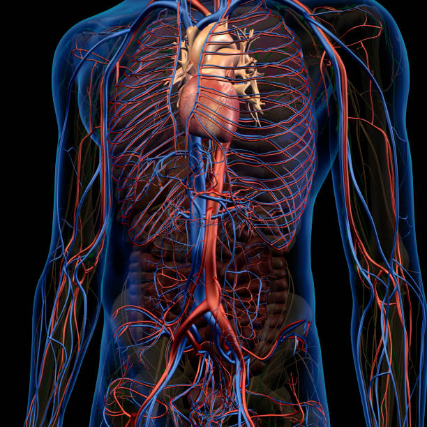 남성 가슴 및 복 부 순환 시스템 내부 해부학 - left ventricle 뉴스 사진 이미지