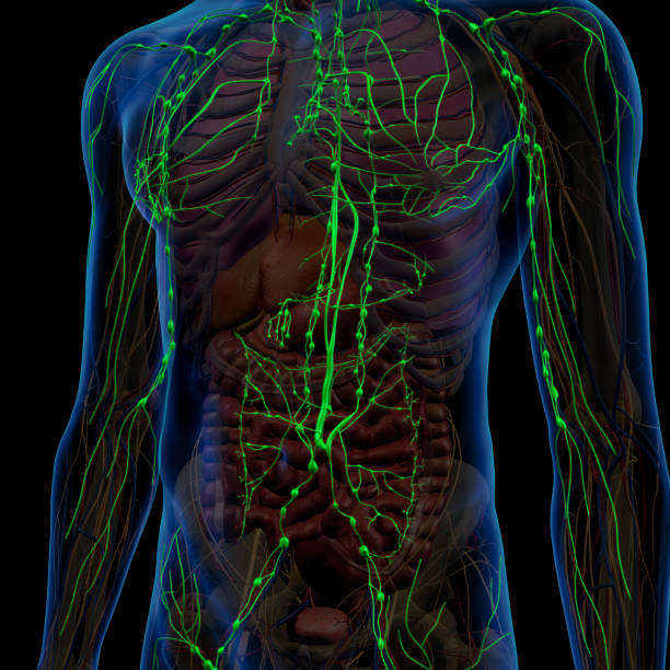 istock Lymphatic System Internal Anatomy in Male Chest and Abdomen 1007940452