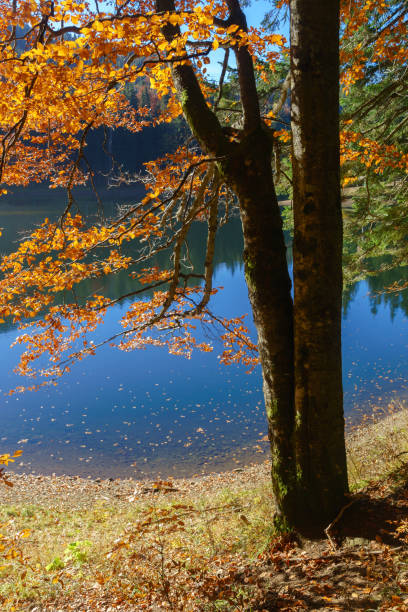 istock Autumn landscape by the lake and orange tree. 1007943912
