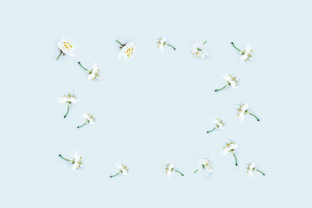 istock Flowering branch of cherry 1007944230
