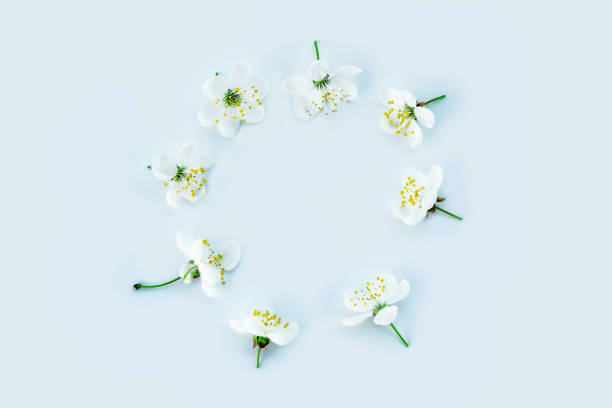 istock Spring background of flowers 1007944300