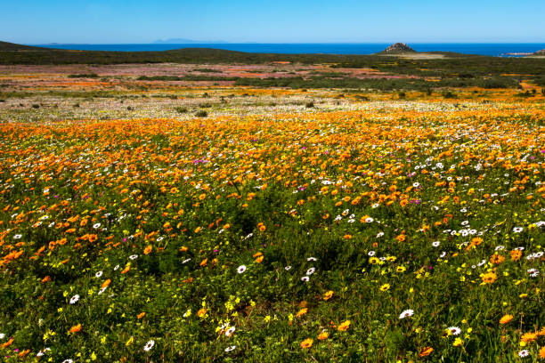 Landscape of flowers and sea in West Coast National Park Landscape of multitudes of colored daisies in spring in West Coast National Park with Table Mountain in background fynbos photos stock pictures, royalty-free photos & images