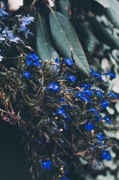 istock Mystery blue little blooming flowers close up 1007946656