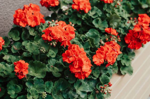 istock Red blooming flowers closeup in the box 1007946922