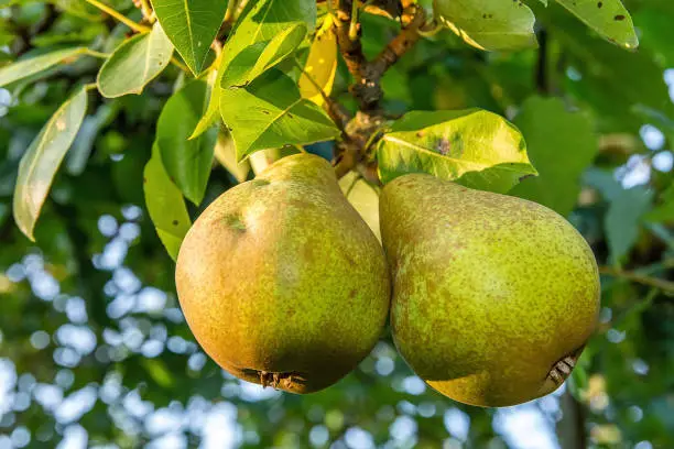 Pears on the tree in the orchard