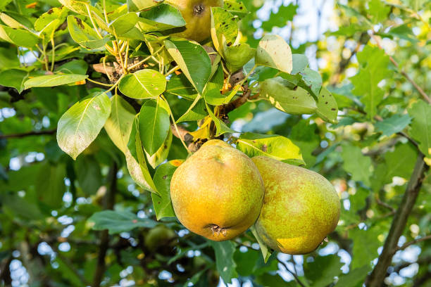 istock Pears on the tree in the orchard 1007950074