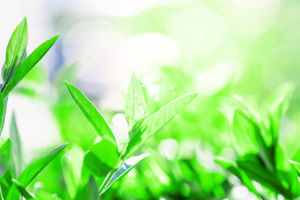 istock Spring leaves on natural blurred green macro background and sun flare. Spring or summer border template with copy space. sunny springtime. Spring background 1007950110