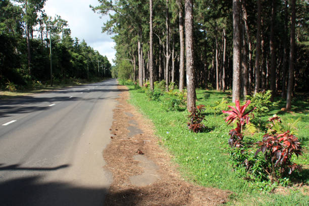 istock Road through the Black River Gorges National Park in Mauritius 1007950846
