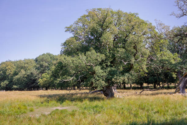 solitare oak tree - solitare imagens e fotografias de stock