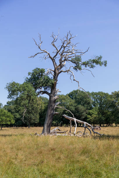 solitare oak tree - solitare imagens e fotografias de stock