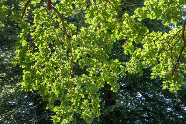 rami di quercia in estate - solitare foto e immagini stock