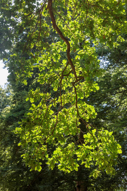 rami di quercia in estate - solitare foto e immagini stock